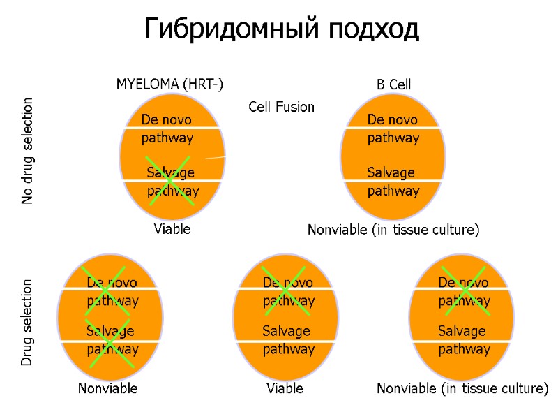 MYELOMA (HRT-) B Cell No drug selection Drug selection De novo pathway De novo